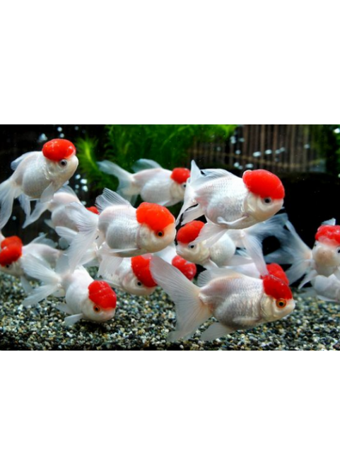 Oranda Red Cap 7cm